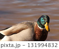 Duck Swimming in Lake Tyler at Marina near Whitehouse Texas 131994832