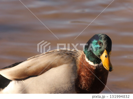 Duck Swimming in Lake Tyler at Marina near Whitehouse Texas 131994832