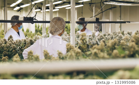 Medical marijuana plants grown indoors with artificial light in a controlled laboratory Medical marijuana plants grown indoors with artificial light in a controlled laboratory 131995086