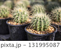 cacti thriving in a cultivation garden, perfect for a striking botanical wallpaper 131995087
