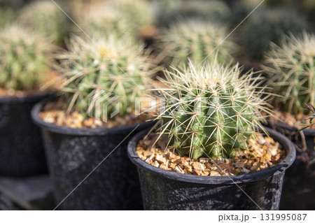 cacti thriving in a cultivation garden, perfect for a striking botanical wallpaper 131995087