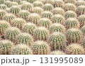 collection of diverse cacti thriving in a cultivation garden, perfect for a striking botanical wallpaper 131995089