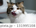 Close up of cute fluffy white cat licking its mouth after eating. Mixed breed cat between Maine Coon and Scottish Fold. 131995108