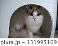 Cute Ragdoll cat in a cozy white shelter, looking into the camera 131995109