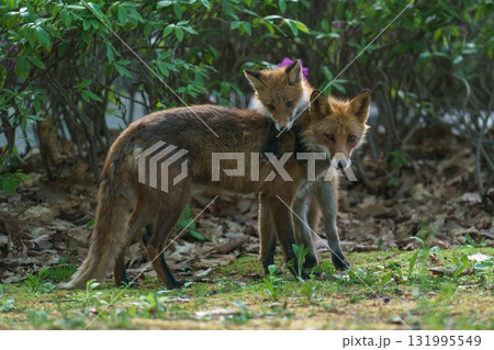 初夏の北海道で寄り添う子ギツネと親ギツネ 131995549