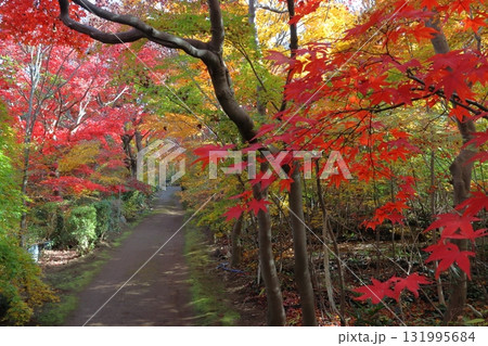 秋の小林もみじ園にて（埼玉県川口市） 131995684