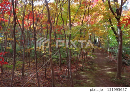 秋の小林もみじ園にて(埼玉県川口市) 秋の小林もみじ園にて(埼玉県川口市) 131995687