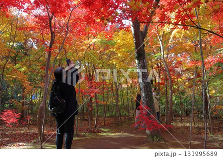 秋の小林もみじ園にて(埼玉県川口市) 秋の小林もみじ園にて(埼玉県川口市) 131995689