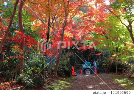 秋の小林もみじ園にて（埼玉県川口市） 131995690