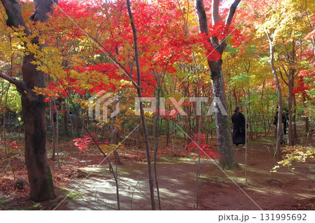 秋の小林もみじ園にて（埼玉県川口市） 131995692