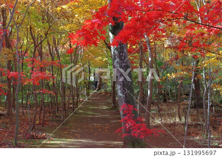 秋の小林もみじ園にて（埼玉県川口市） 131995697