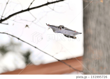 北海道の冬の公園で日中に木々の間を空を飛ぶエゾモモンガ 131995726