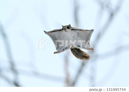 北海道の冬の公園で日中に木々の間を空を飛ぶエゾモモンガ 131995734