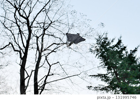 北海道の冬の公園で日没後に木々の間を空を飛ぶエゾモモンガ 北海道の冬の公園で日没後に木々の間を空を飛ぶエゾモモンガ 131995746