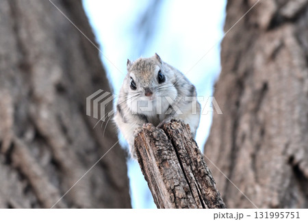 北海道の冬の公園で日中に枝に座るエゾモモンガ 131995751