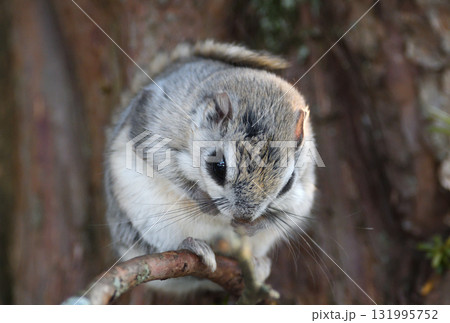 北海道の冬の公園で日中に枝に座るエゾモモンガ 北海道の冬の公園で日中に枝に座るエゾモモンガ 131995752
