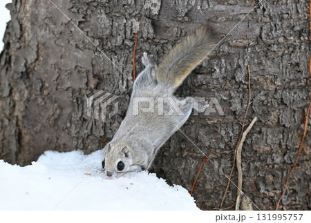 北海道の冬の公園で日中に地面に積もった雪を食べるエゾモモンガ 131995757