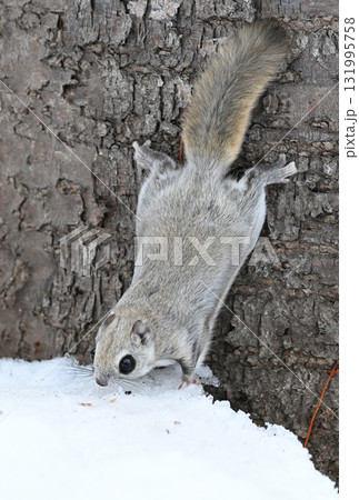 北海道の冬の公園で日中に地面に積もった雪を食べるエゾモモンガ 北海道の冬の公園で日中に地面に積もった雪を食べるエゾモモンガ 131995758
