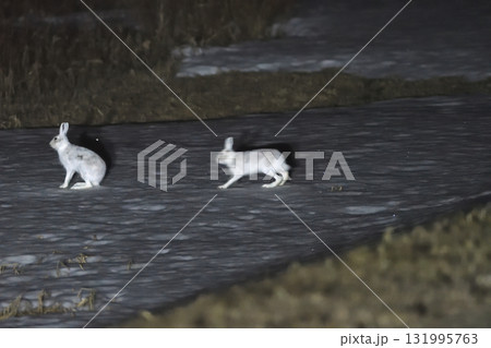 北海道十勝地方の雪の残る草原で深夜に活動する冬毛の2匹のエゾユキウサギ 北海道十勝地方の雪の残る草原で深夜に活動する冬毛の2匹のエゾユキウサギ 131995763