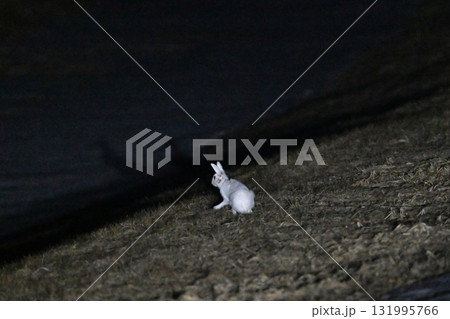 北海道十勝地方の雪の残る草原で深夜に活動する冬毛のエゾユキウサギ 北海道十勝地方の雪の残る草原で深夜に活動する冬毛のエゾユキウサギ 131995766