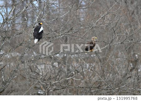 北海道の木に止まるオオワシとオジロワシ 131995768