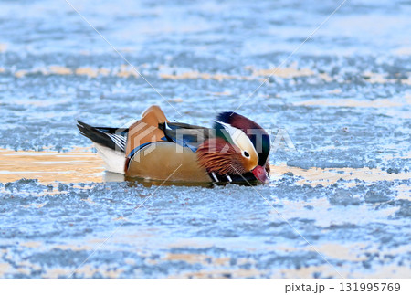 北海道の公園で氷が解け始めた湖面を泳ぐオシドリのオス 北海道の公園で氷が解け始めた湖面を泳ぐオシドリのオス 131995769