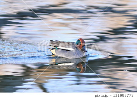 北海道の公園で氷が解け始めた湖面を泳ぐコガモのオス 131995775