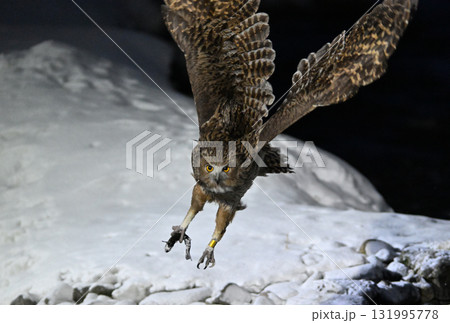 北海道知床半島の羅臼で雪の積もった小川から魚を掴んで飛び立つシマフクロウ 北海道知床半島の羅臼で雪の積もった小川から魚を掴んで飛び立つシマフクロウ 131995778