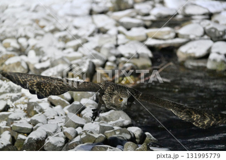 北海道知床半島の羅臼で雪の積もった小川から魚を掴んで飛び立つシマフクロウ 131995779