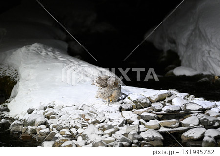 北海道知床半島の羅臼で雪の積もった小川に降り立つシマフクロウ 北海道知床半島の羅臼で雪の積もった小川に降り立つシマフクロウ 131995782