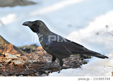 雪解けの地面を歩くハシブトガラス 131995784