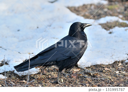 雪解けの地面を歩くハシボソガラス 131995787