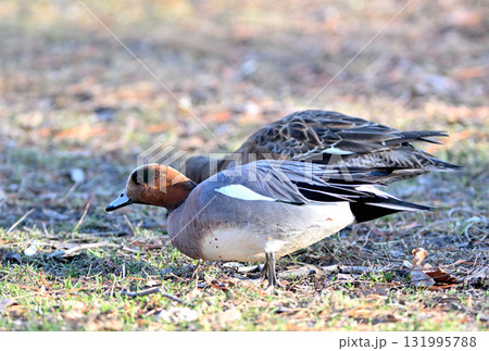 北海道の公園で若葉を食べるつがいのヒドリガモ 131995788