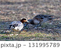 北海道の公園で若葉を食べるつがいのヒドリガモ 131995789