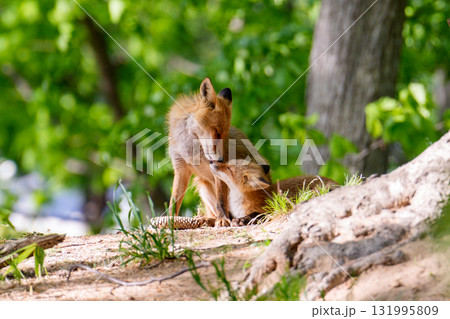初夏の北海道で寄り添う子ギツネと親ギツネ	 131995809