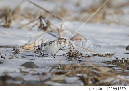 雪原を歩くユキホオジロ 131995870