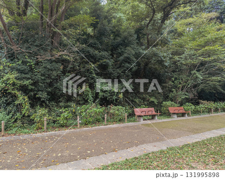 森林公園の中にあるベンチと緑の風景 森林公園の中にあるベンチと緑の風景 131995898