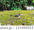 水辺の苔むした石 131995913