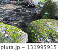 苔の生えた石と穏やかな小川 131995915