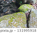 穏やかに流れる川辺の苔むした岩 131995918