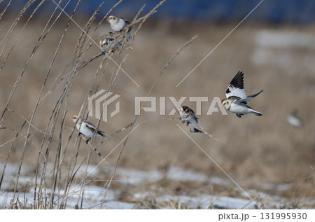 ハマニンニクに群れるユキホオジロ 131995930