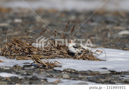 地上採食するユキホオジロ 131995931