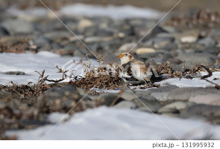 上空を警戒するユキホオジロ 131995932