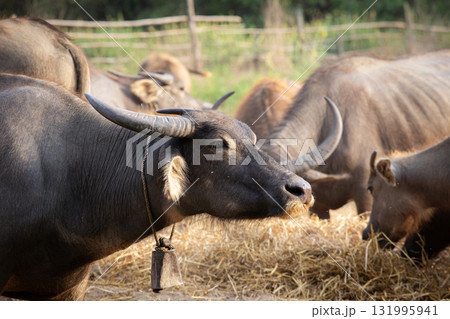 Buffaloes are grazing in the green meadows in the countryside on the mountains and farm landscape. Buffaloes are grazing in the green meadows in the countryside on the mountains and farm landscape. 131995941