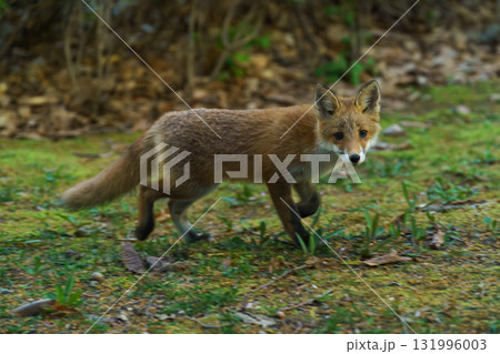 北海道の野生のなまらめんこい子ぎつね（キタキツネ）　 131996003