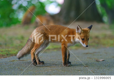 北海道の野生のなまらめんこい子ぎつね(キタキツネ)  北海道の野生のなまらめんこい子ぎつね(キタキツネ)  131996005