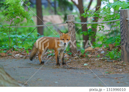 北海道の野生のなまらめんこい子ぎつね(キタキツネ) 北海道の野生のなまらめんこい子ぎつね(キタキツネ) 131996010