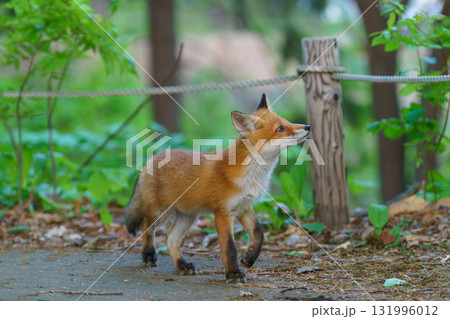 北海道の野生のなまらめんこい子ぎつね（キタキツネ）　 131996012