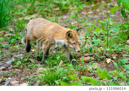 北海道の野生のなまらめんこい子ぎつね（キタキツネ）　 131996014