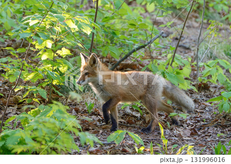 北海道の野生のなまらめんこい子ぎつね(キタキツネ) 北海道の野生のなまらめんこい子ぎつね(キタキツネ) 131996016